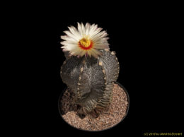 Astrophytum cv. coahuilense 775